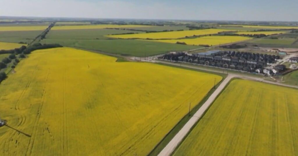 Rapsproduzenten in Alberta sind nach chinesischem Handelsabkommen „vorsichtig optimistisch“.