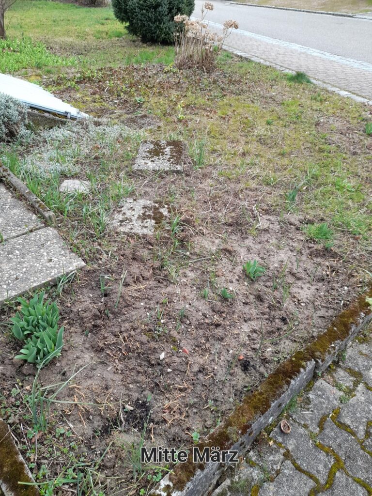 Gartenneuling und mein chaotischer Vorgarten Gartenneuling und mein chaotischer Vorgarten