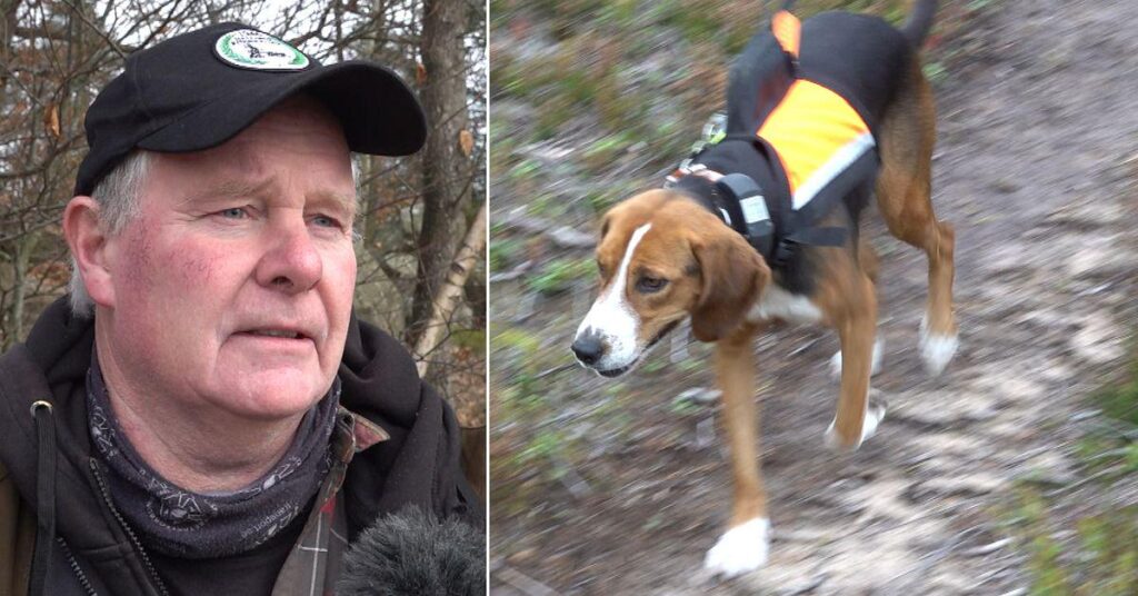 Kritik am Jagdwettbewerb in Halland: „Stress für die Tiere“
