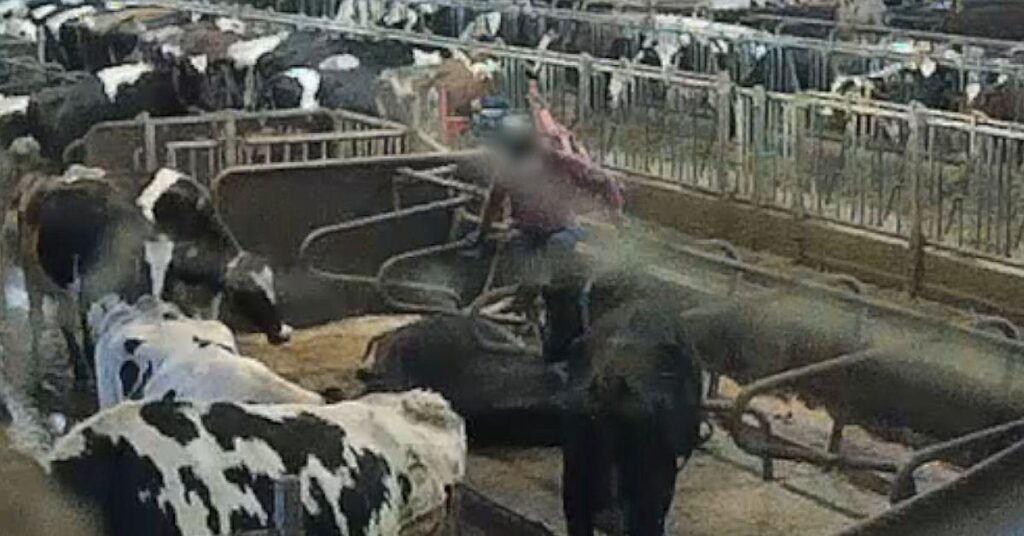 Zwei Männer werden im Ölandsgården wegen grober Tierquälerei angeklagt