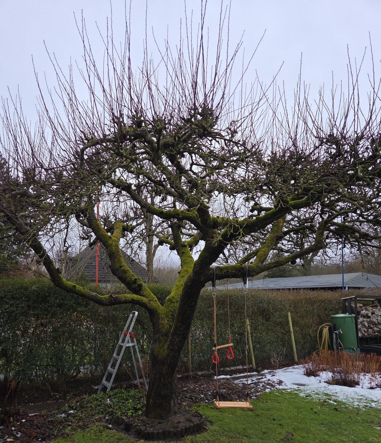 Apfelbaum wie schneiden ?