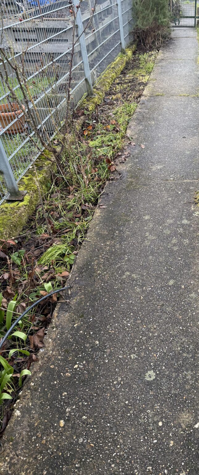 Hecke geplant, trotz viel Giersch Hecke geplant, trotz viel Giersch