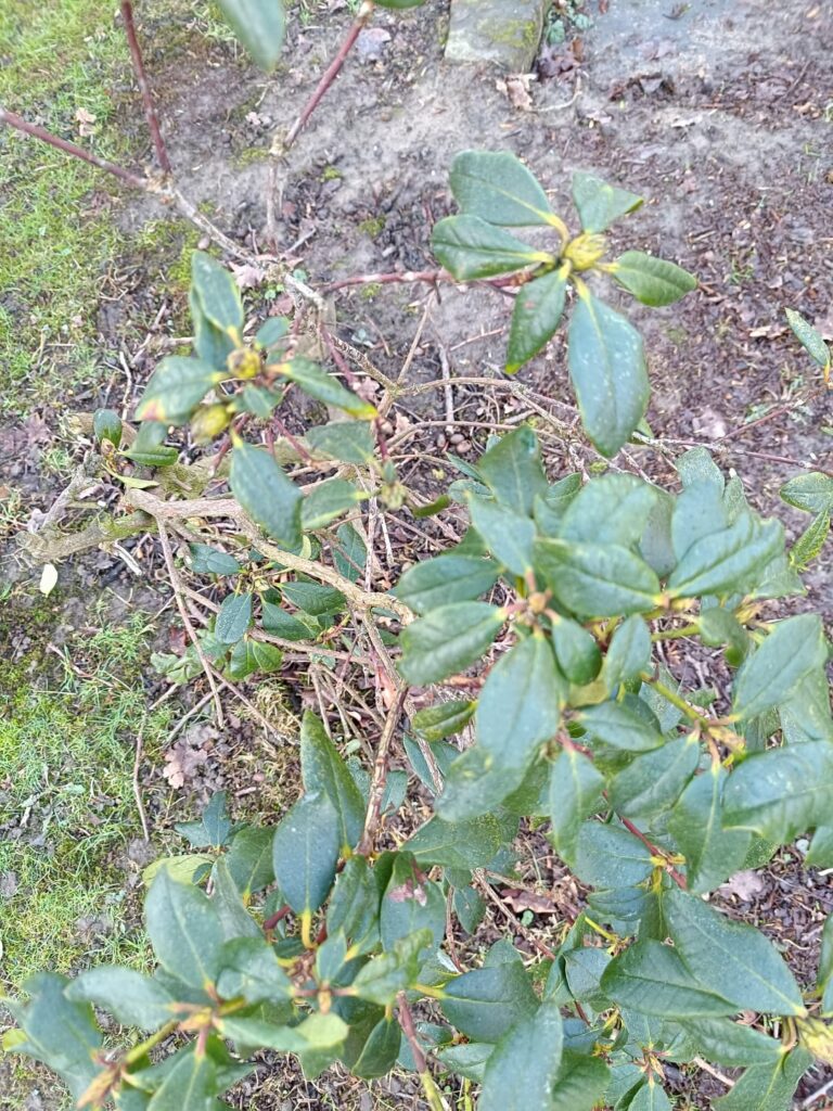 Warum stirbt der Rhododendron immer weiter? Warum stirbt der Rhododendron immer weiter?