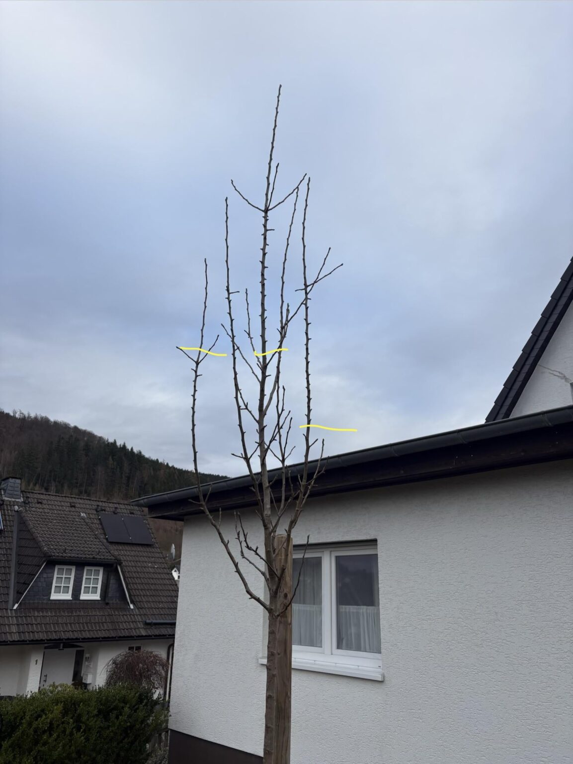 Jungen Birnenbaum schneiden