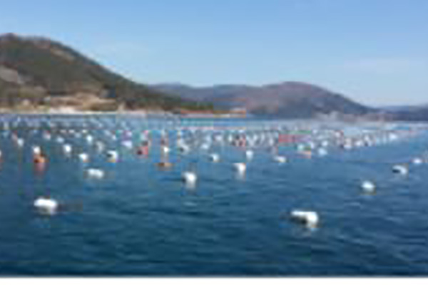 Süd-Gyeongsang-Fischerei zur Ausweitung subtropischer Arten angesichts des Klimawandels