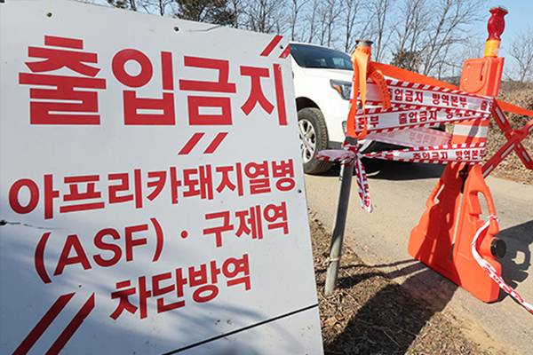 Behörden vermuten, dass illegale Viehimporte den Ausbruch der Afrikanischen Schweinepest verursacht haben