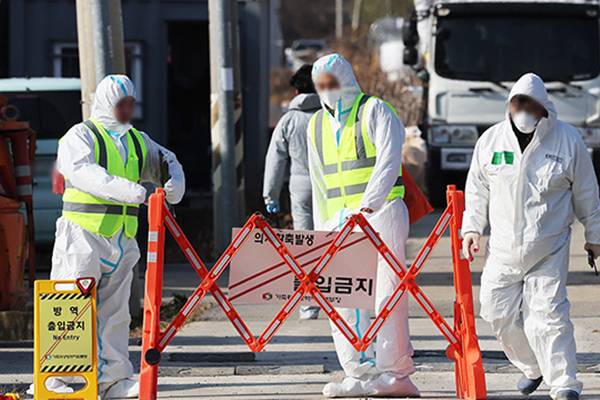 Fälle von hochpathogener Vogelgrippe steigen in Seongju, Gimje, auf 48