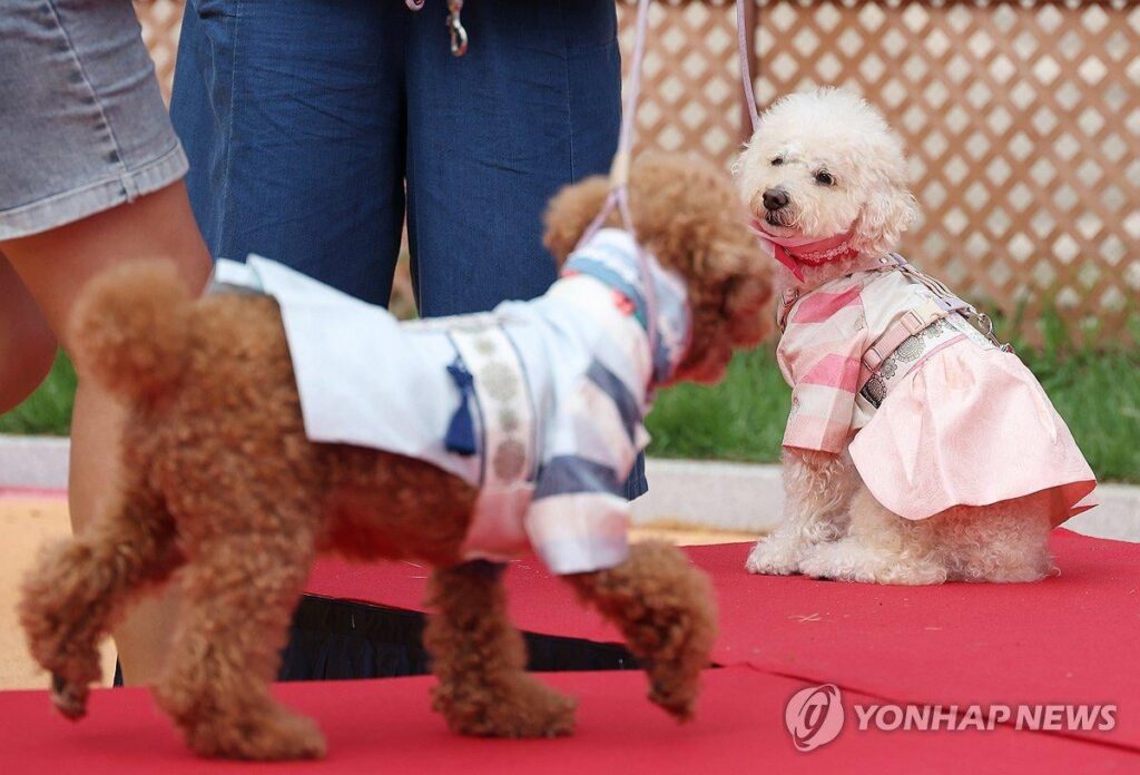 Drei von zehn Haushalten in Südkorea halten Haustiere, hauptsächlich Hunde