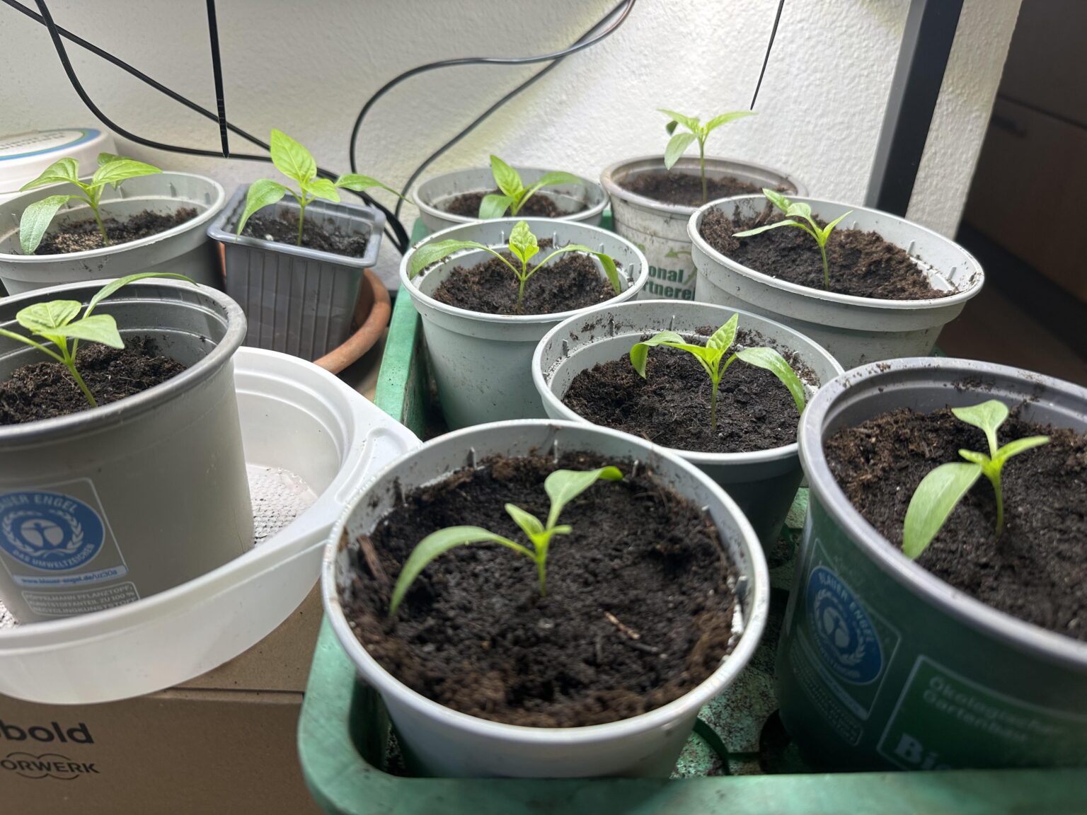 Wie sehen meine Paprika aus? Probiere zum ersten Mal selber Pflanzen aus Samen zu ziehen