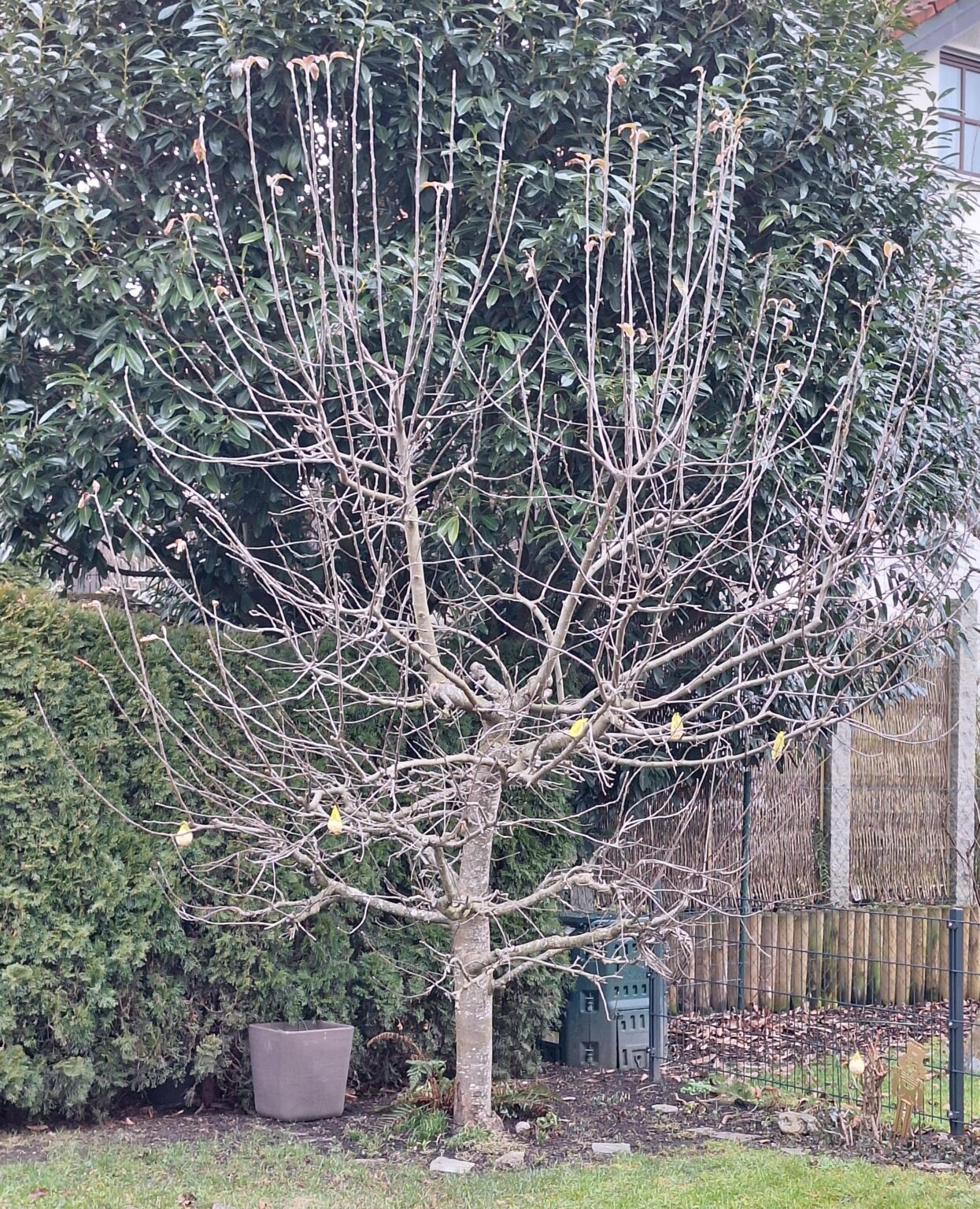 Apfelbaum Schnitt Apfelbaum Schnitt