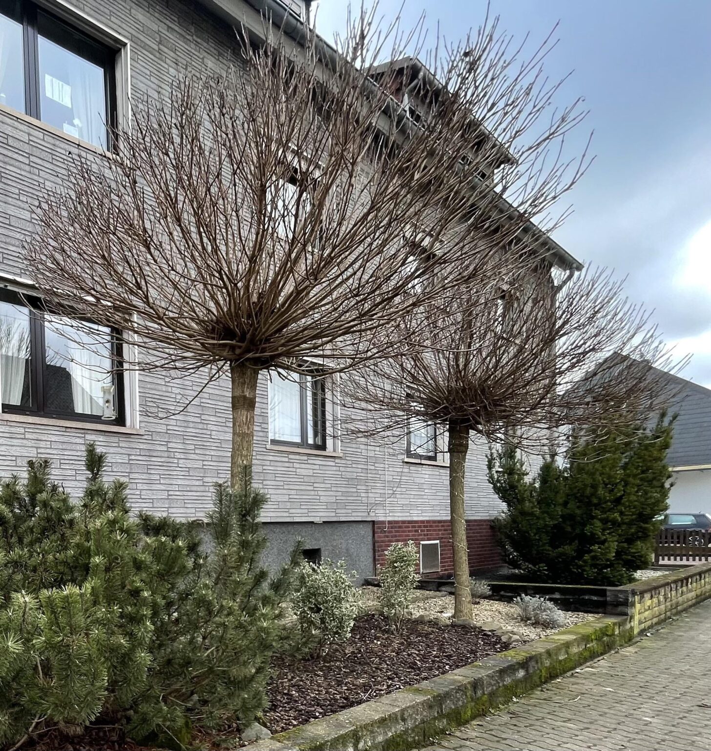 Baumschnitt Trompetenbaum Baumschnitt Trompetenbaum