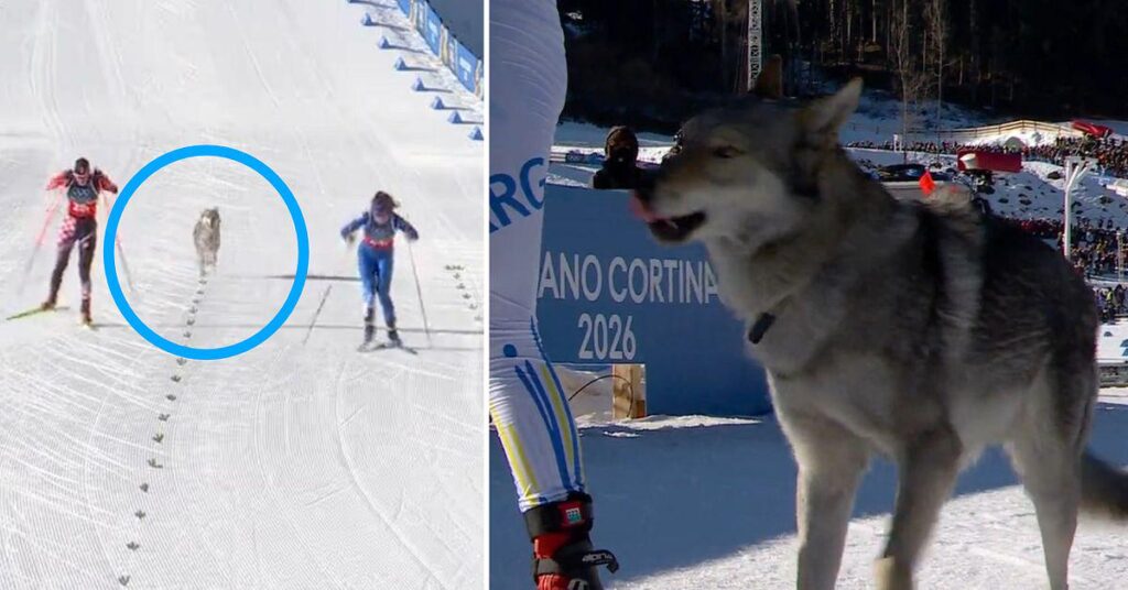 Langlaufen: Hier taucht plötzlich ein Hund auf der Flucht auf: „Passiert nicht“