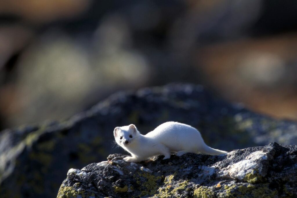 Olympische Spiele 2026: Von Hermelinen bis zu Dryaden: Die Fauna und Flora der italienischen Alpen ist von zunehmenden menschlichen Aktivitäten betroffen Olympische Spiele 2026: Von Hermelinen bis zu Dryaden: Die Fauna und Flora der italienischen Alpen ist von zunehmenden menschlichen Aktivitäten betroffen