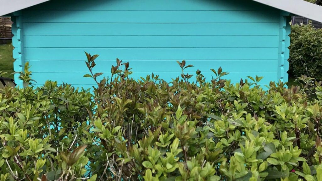 [Utopia] Kirschlorbeer: 10 Alternativen für den Garten
