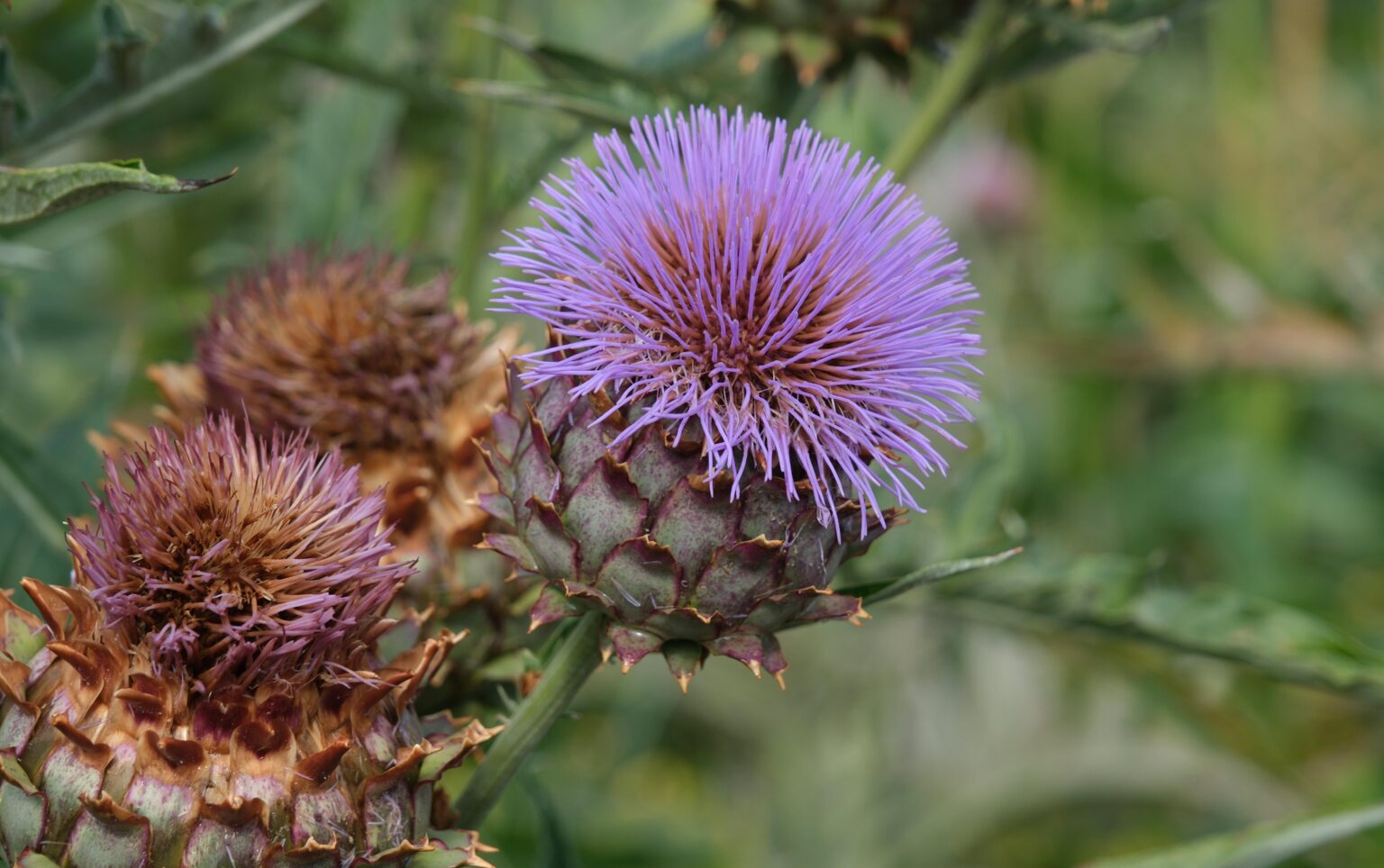 Schöne Pflanze in einem Garten in Zürich