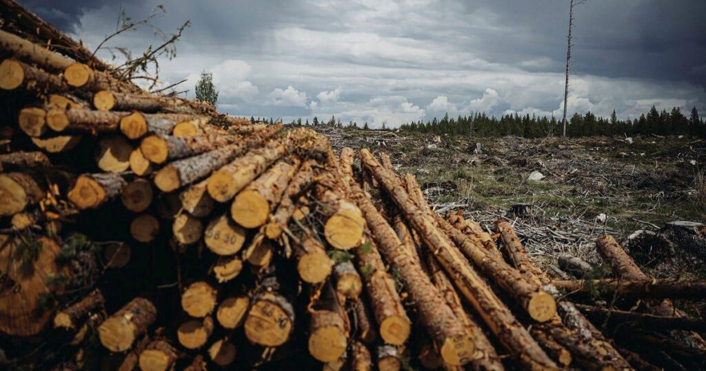 Energieuntersuchung warnt: „Waldindustriekomplex“ kontrolliert Schweden