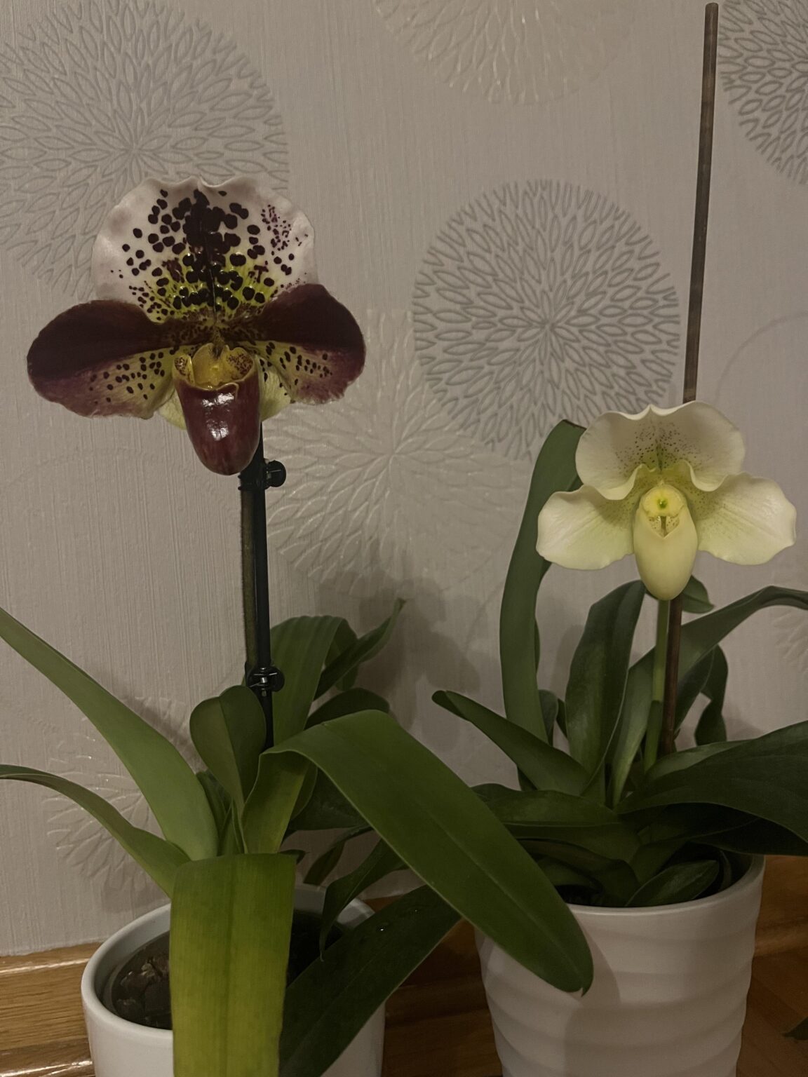 Einfach traumhaft schön wenn die Frauenschuh Orchidee blüht