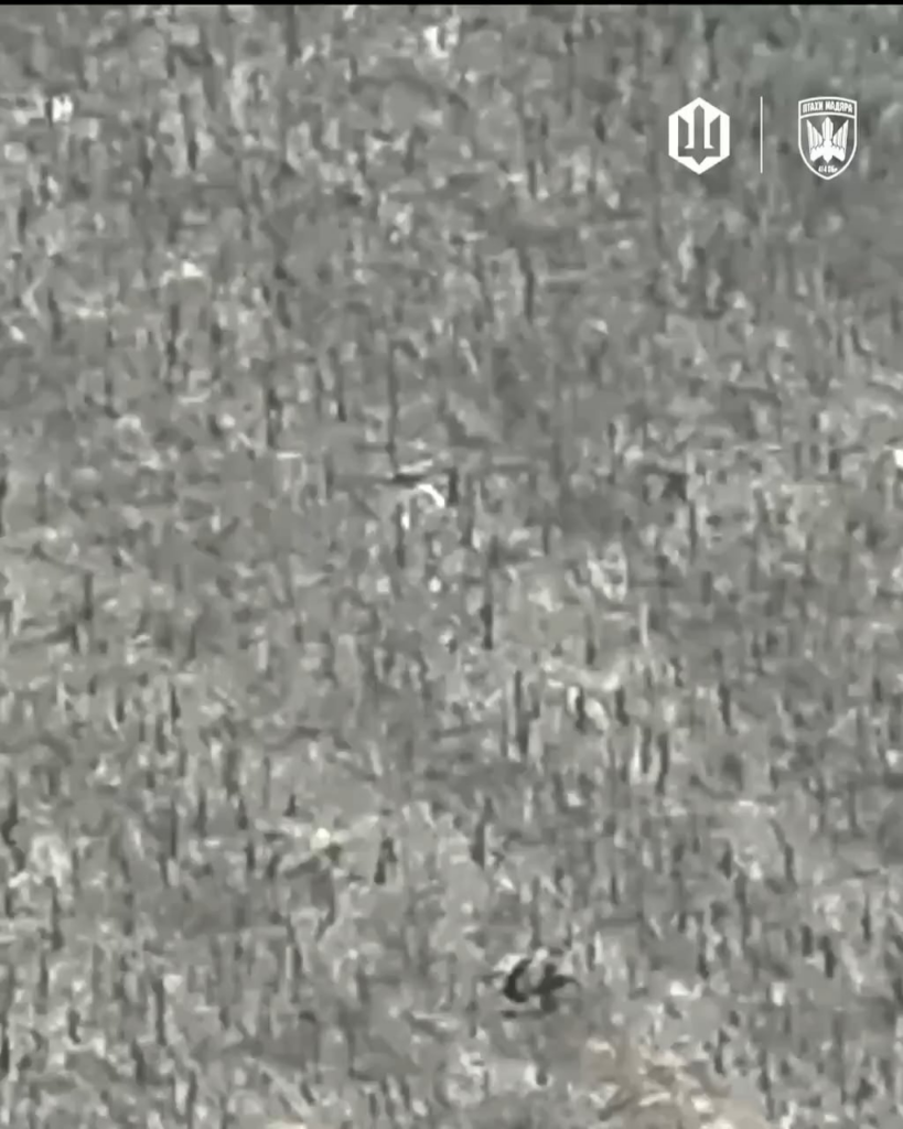 Ein afrikanischer Söldner, der für Russland kämpft, wird in einem ukrainischen Sonnenblumenfeld von einem FPV getötet. Birds of Madyar, Februar 2026.