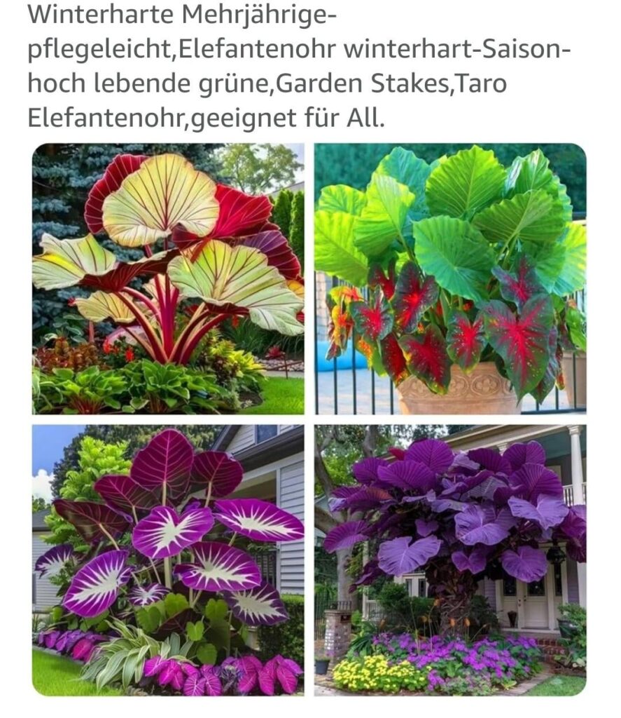 Wie groß werden diese Elefantenohren wirklich? Wie groß werden diese Elefantenohren wirklich?