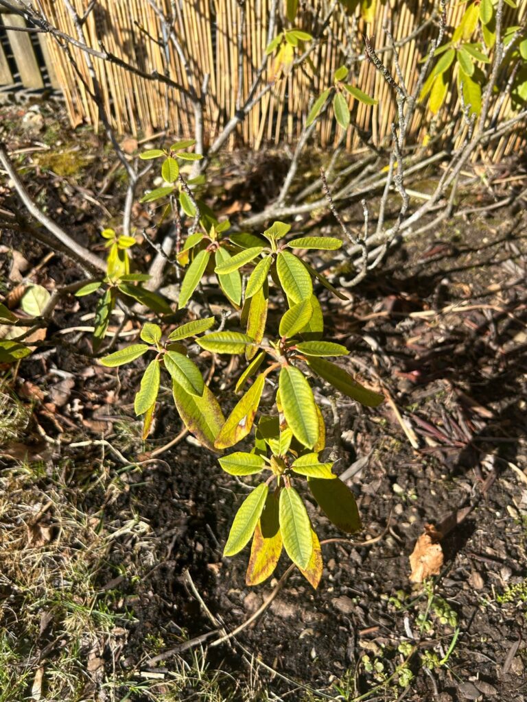 Ist das jeweils ein Rhododendron?
