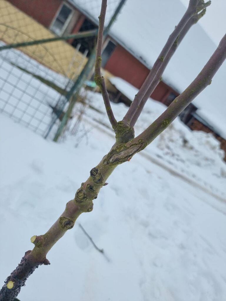 Wunde am Baum - weg oder warten?