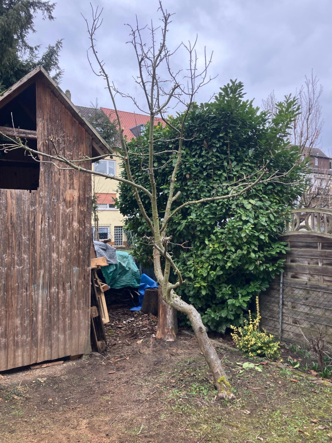 Apfelbaum schneiden
