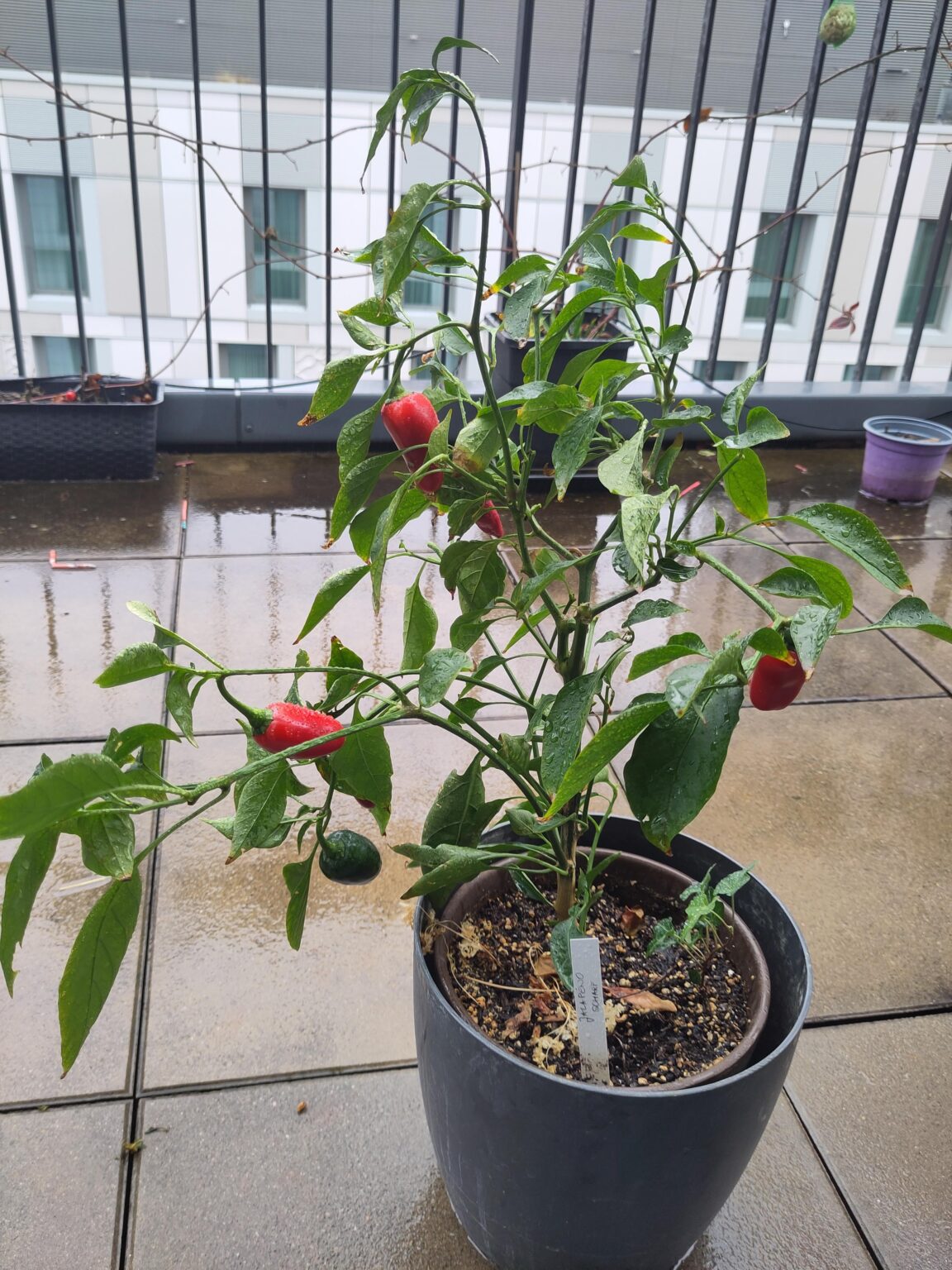 Jalapeno erfolgreich auf der Fensterbank überwintert