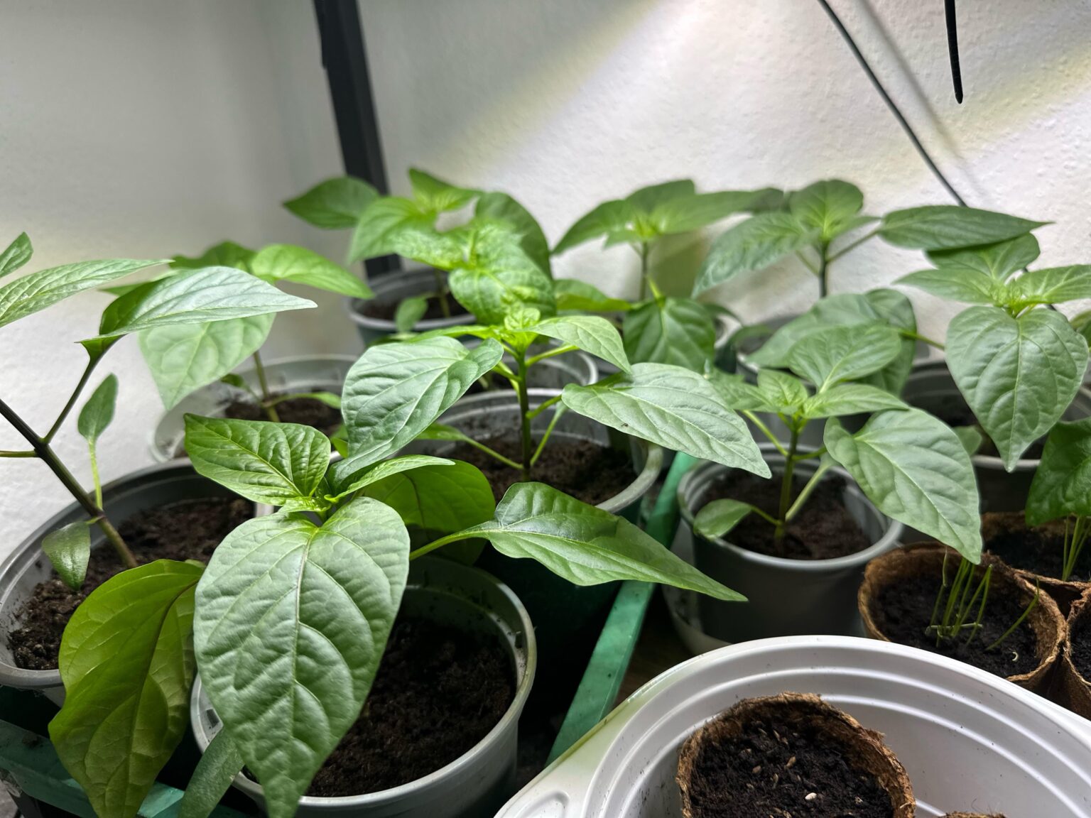 Was tun mit meinen Paprika? Was tun mit meinen Paprika?