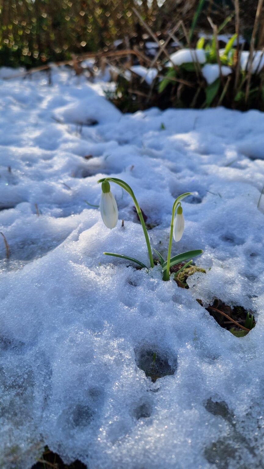 Schneeglöckchen im Schnee