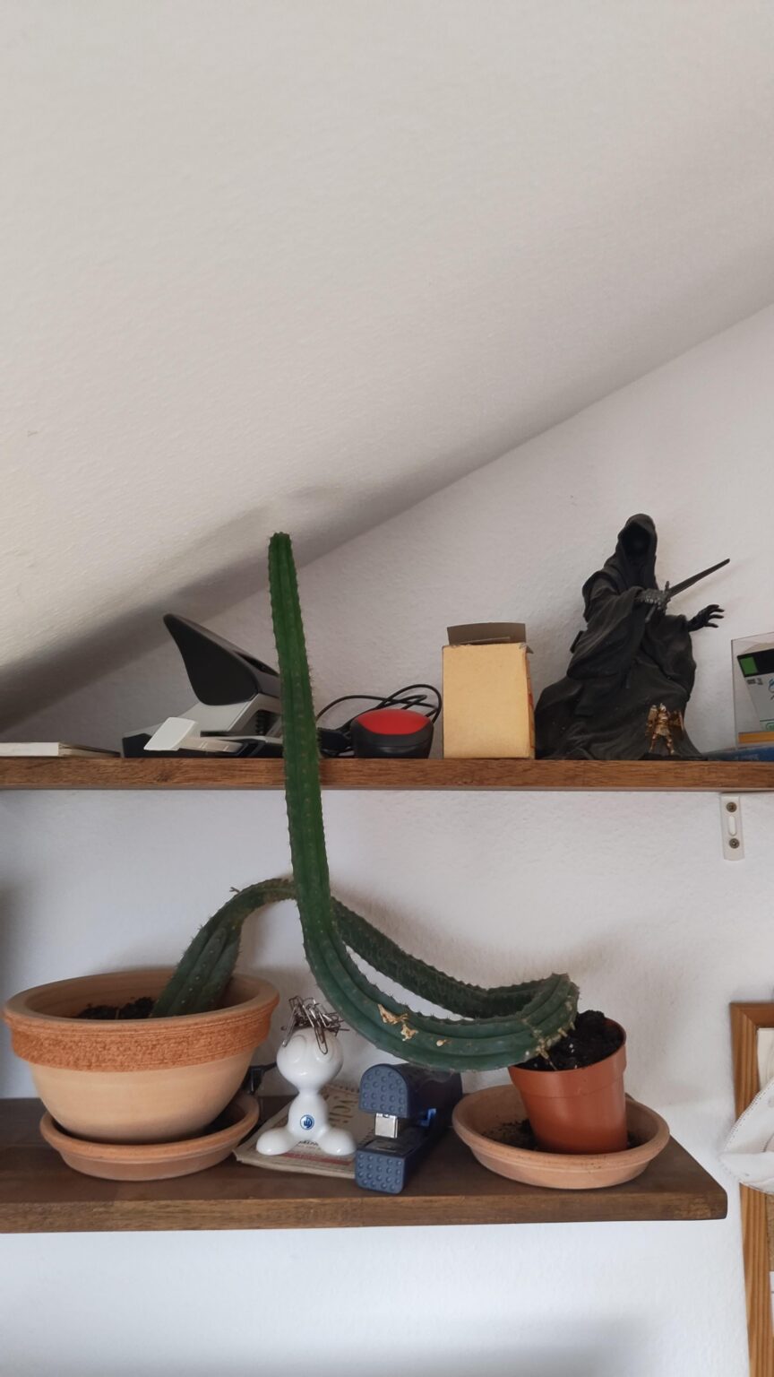 Was mache ich mit meinem Kaktus? 🌵