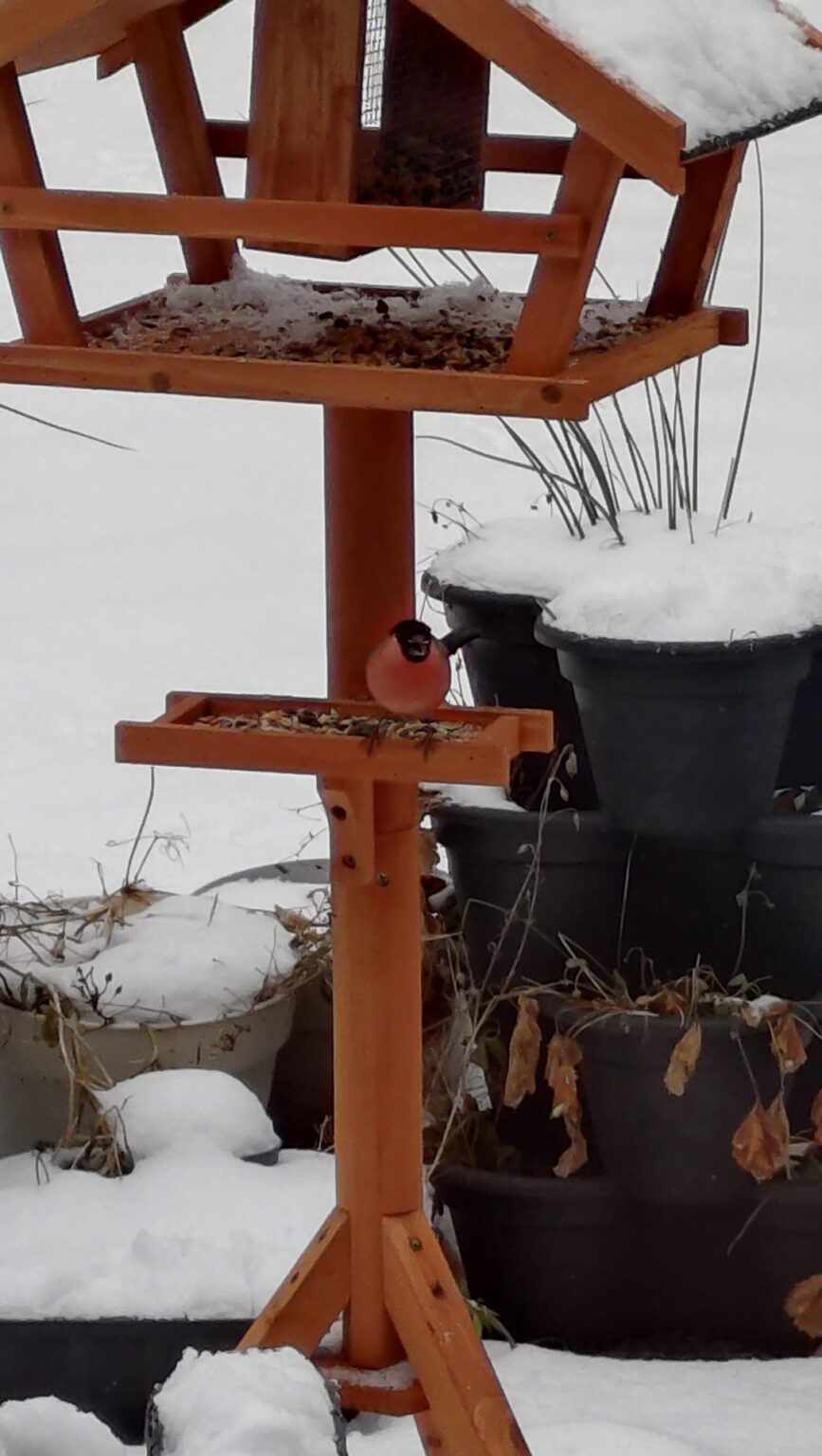 Endlich wird das Vogelhaus angenommen.
