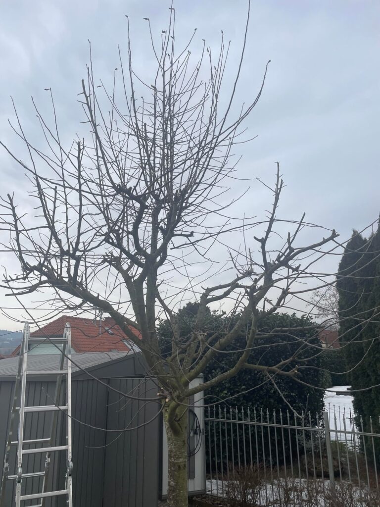 Apfelbaum schneiden