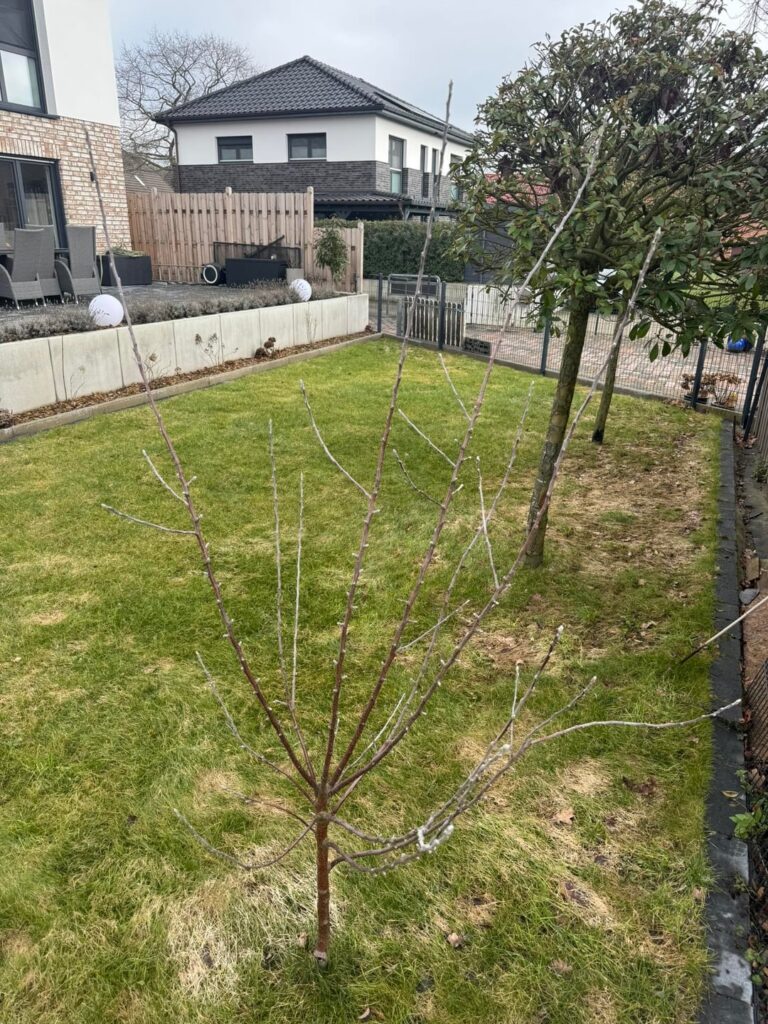 Jungen Apfelbaum schneiden (Erziehungsschnitt) und Wahl des Haupttriebes Jungen Apfelbaum schneiden (Erziehungsschnitt) und Wahl des Haupttriebes