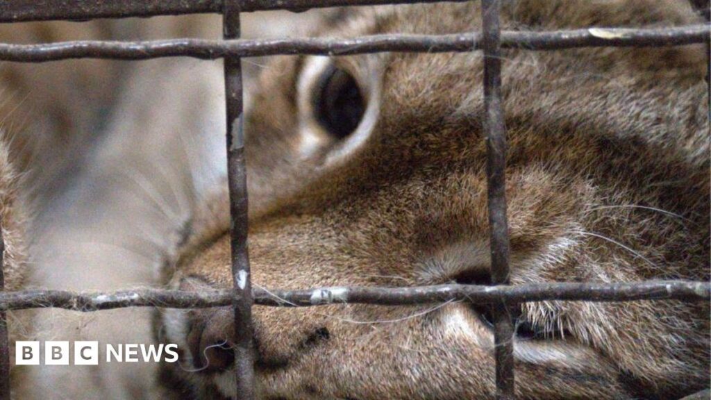 Ukrainischer Luchs sicher zum Katzenschutzgebiet transportiert