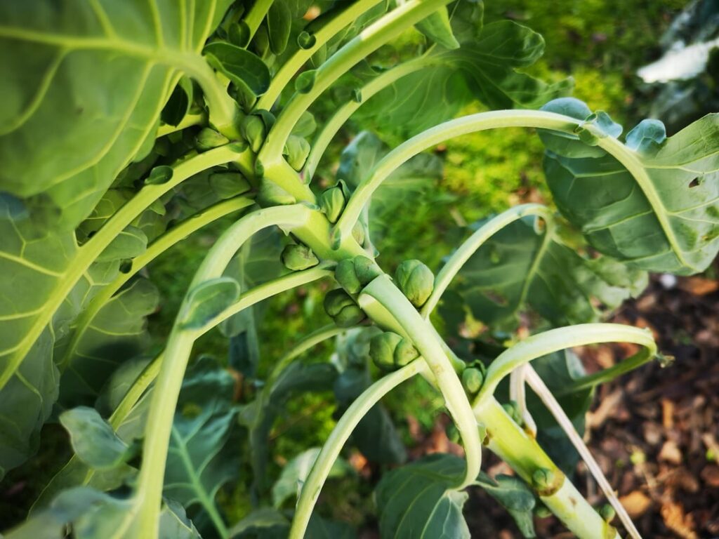 Rosenkohl u. Brokkoli im August 2025 eingepflanzt, wird man sie ernten können?