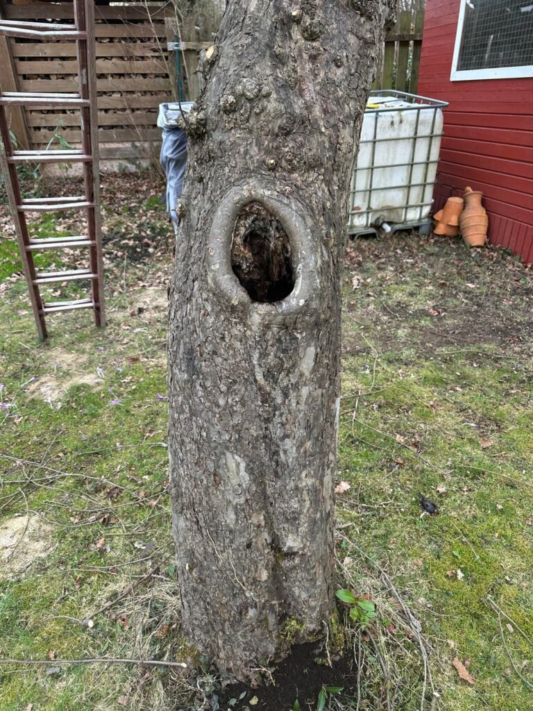 Baum noch zu retten ?