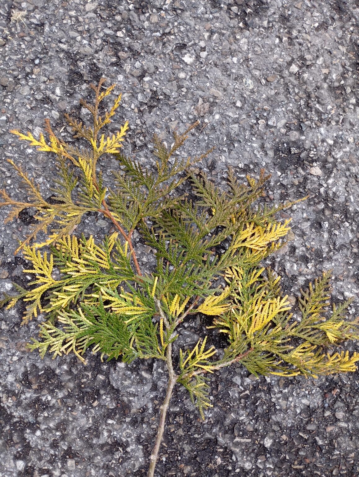 Was hat meine Thuja?
