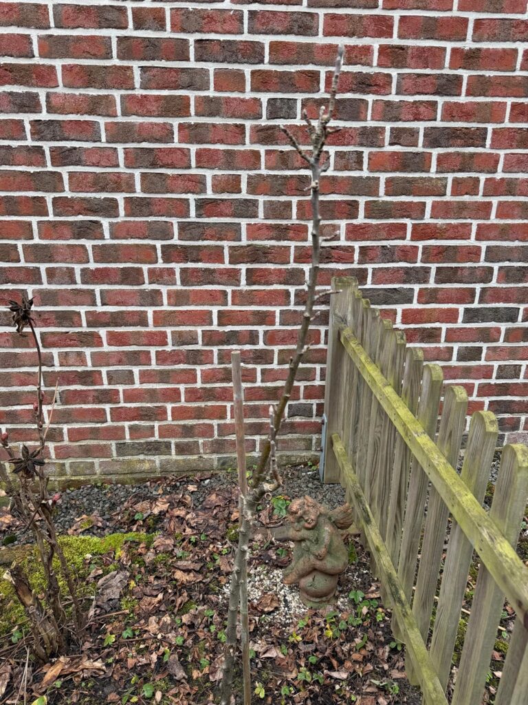 Wie schneide ich meine Äpfel bäume?