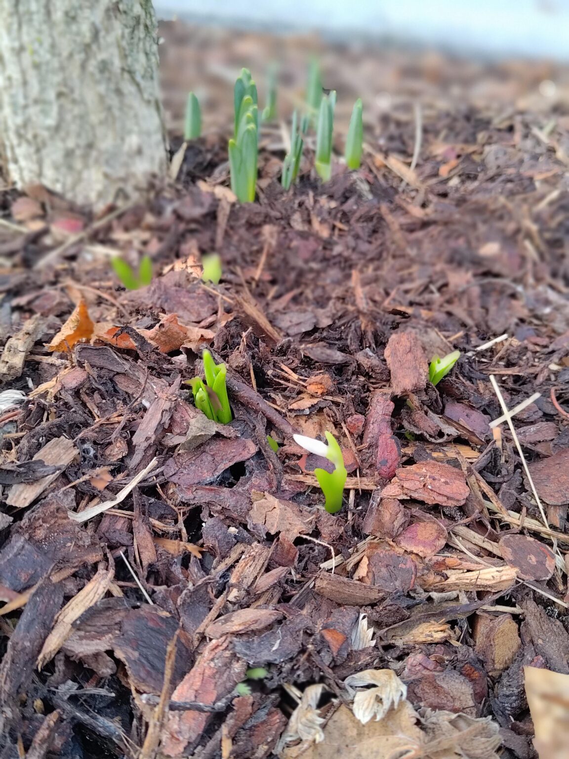 Ein Hauch von Frühling 🥰