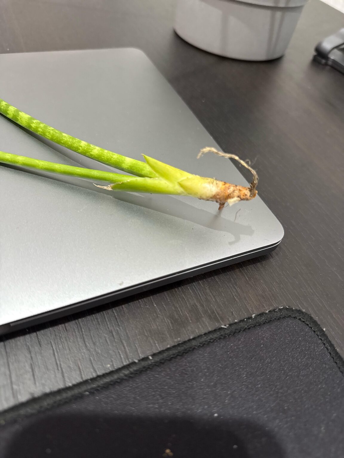 Kann ich meinen Bogenhanf so vermehren? Kann ich meinen Bogenhanf so vermehren?