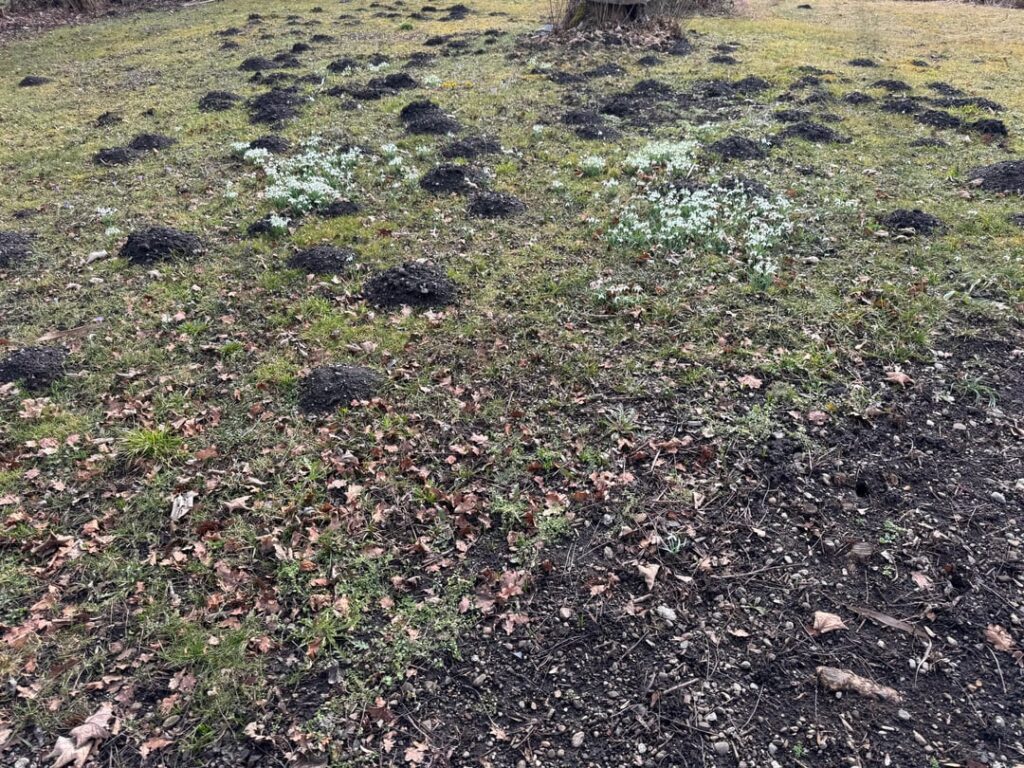 Maulwurfshügel