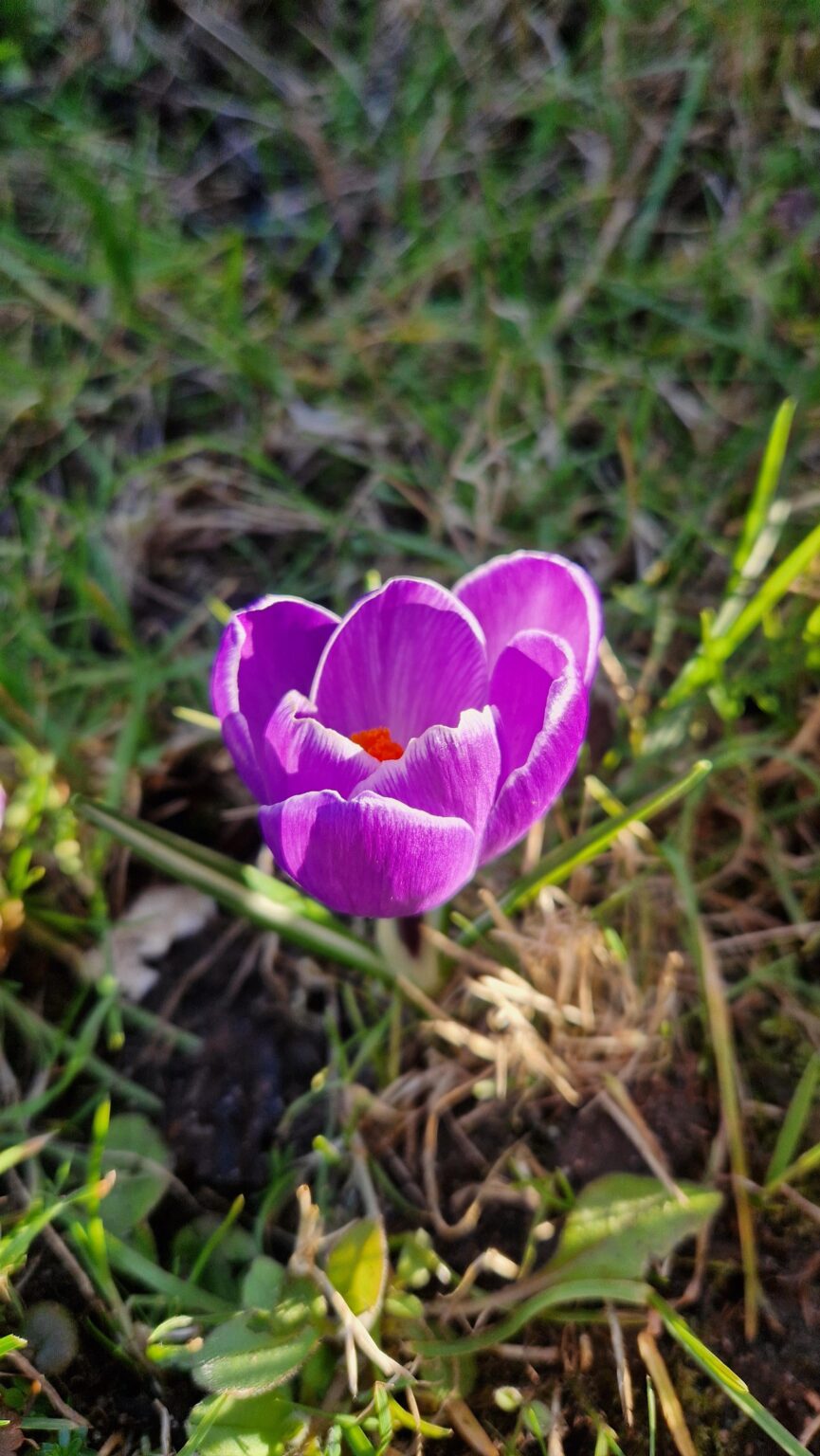 Crocus vernus