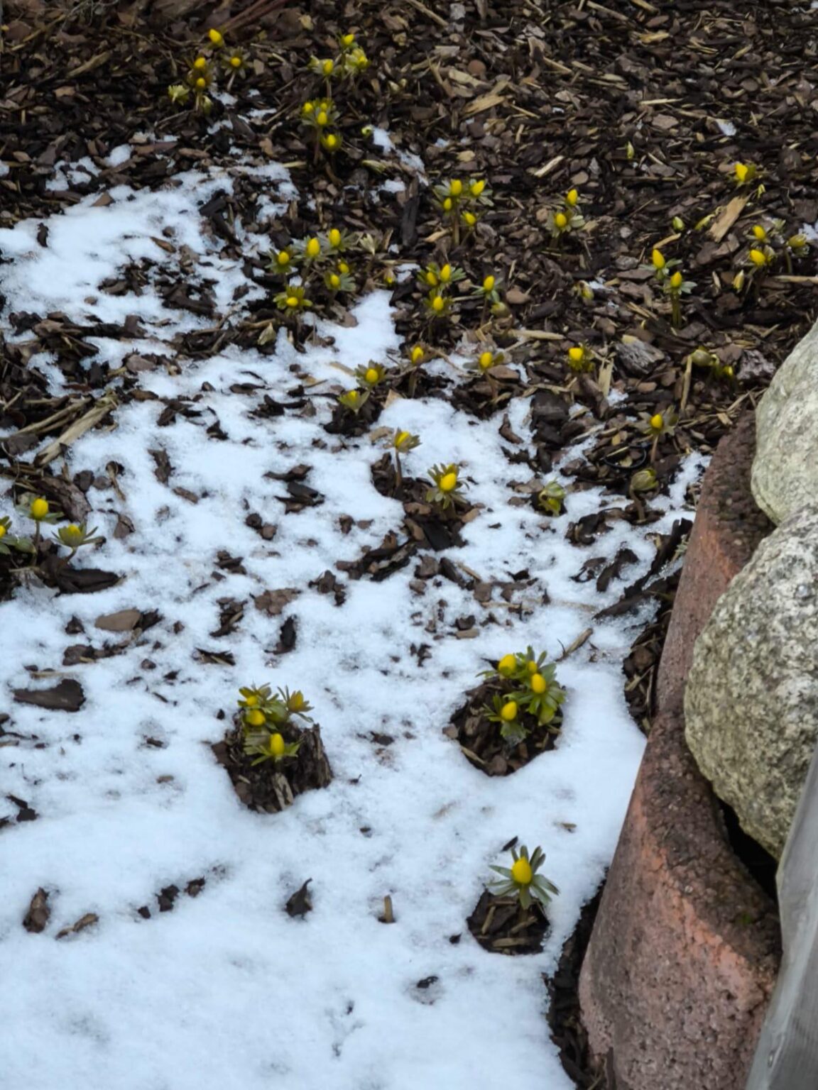 Der Frühling kommt