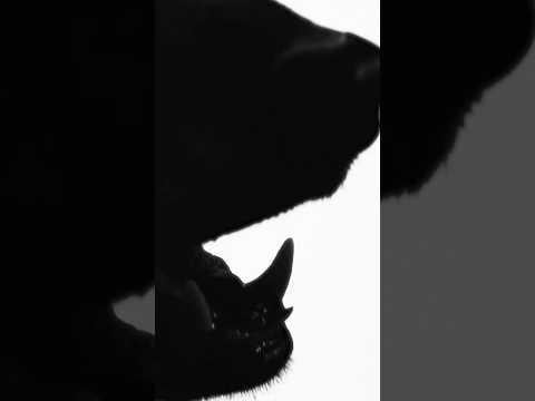 HWI (TNX) – Mixtape „THAT'S ME“ (Video-Teaser)