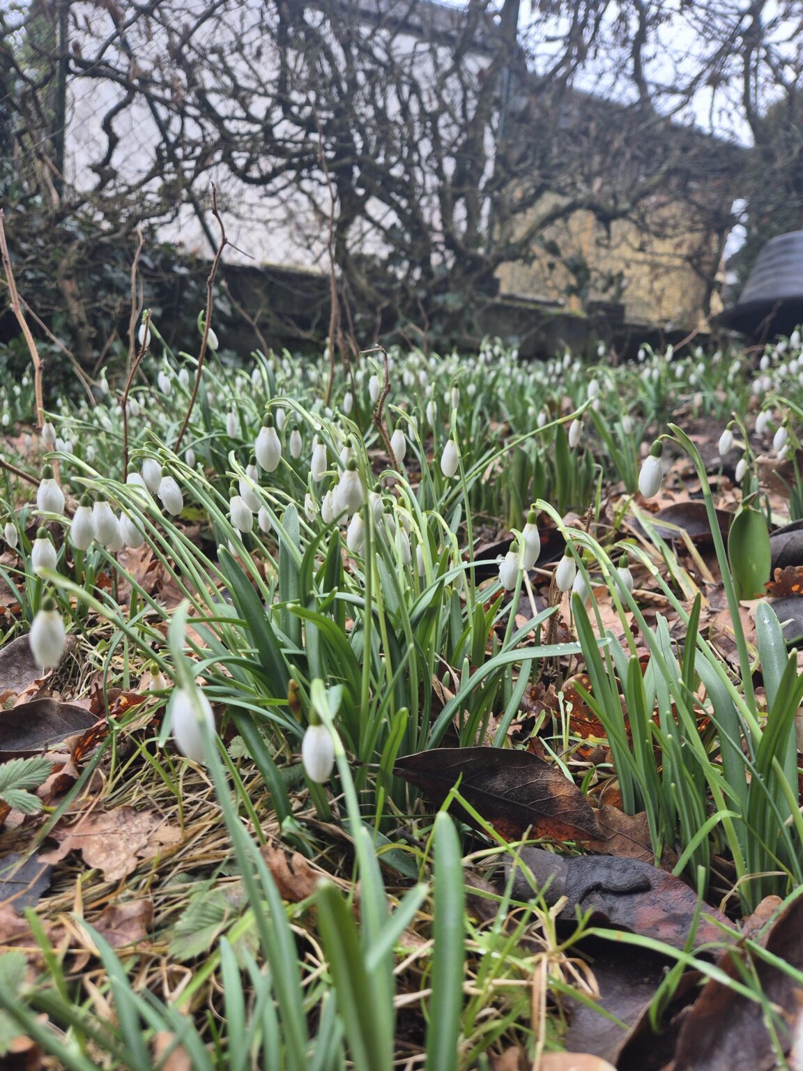 Schneeglöckchen umpflanzen...?