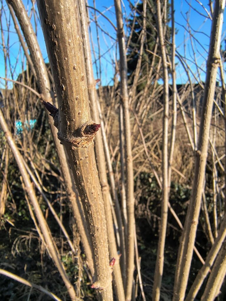 Welcher Pflanze oder Baum ist das? Welcher Pflanze oder Baum ist das?