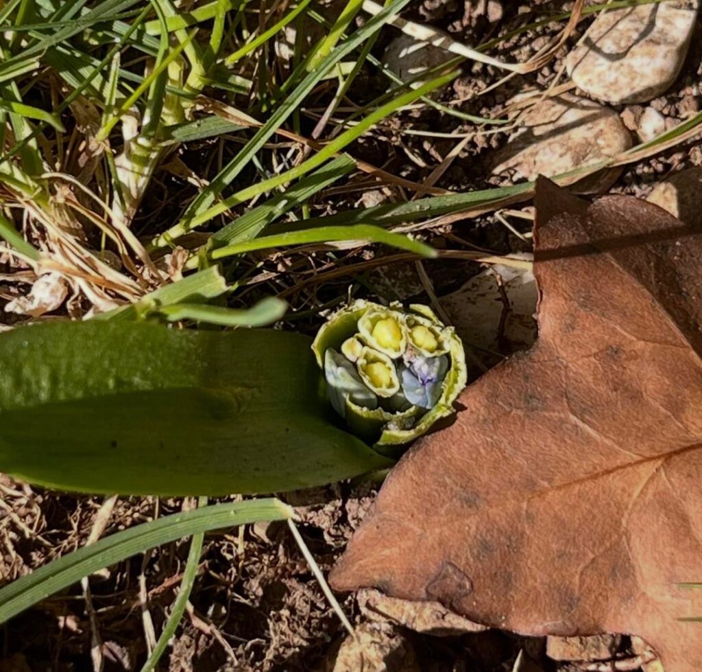 Was hat meine Krokusse gefressen?