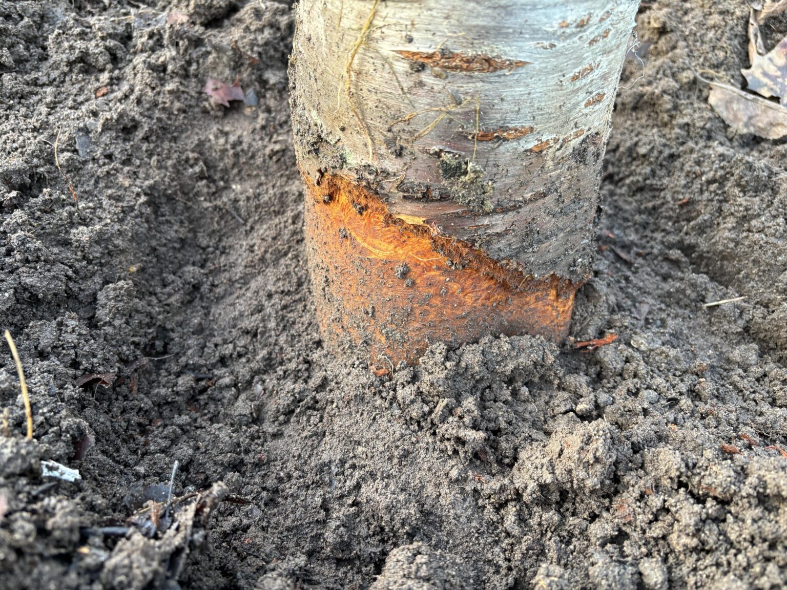 Schaden am Kirschbaum