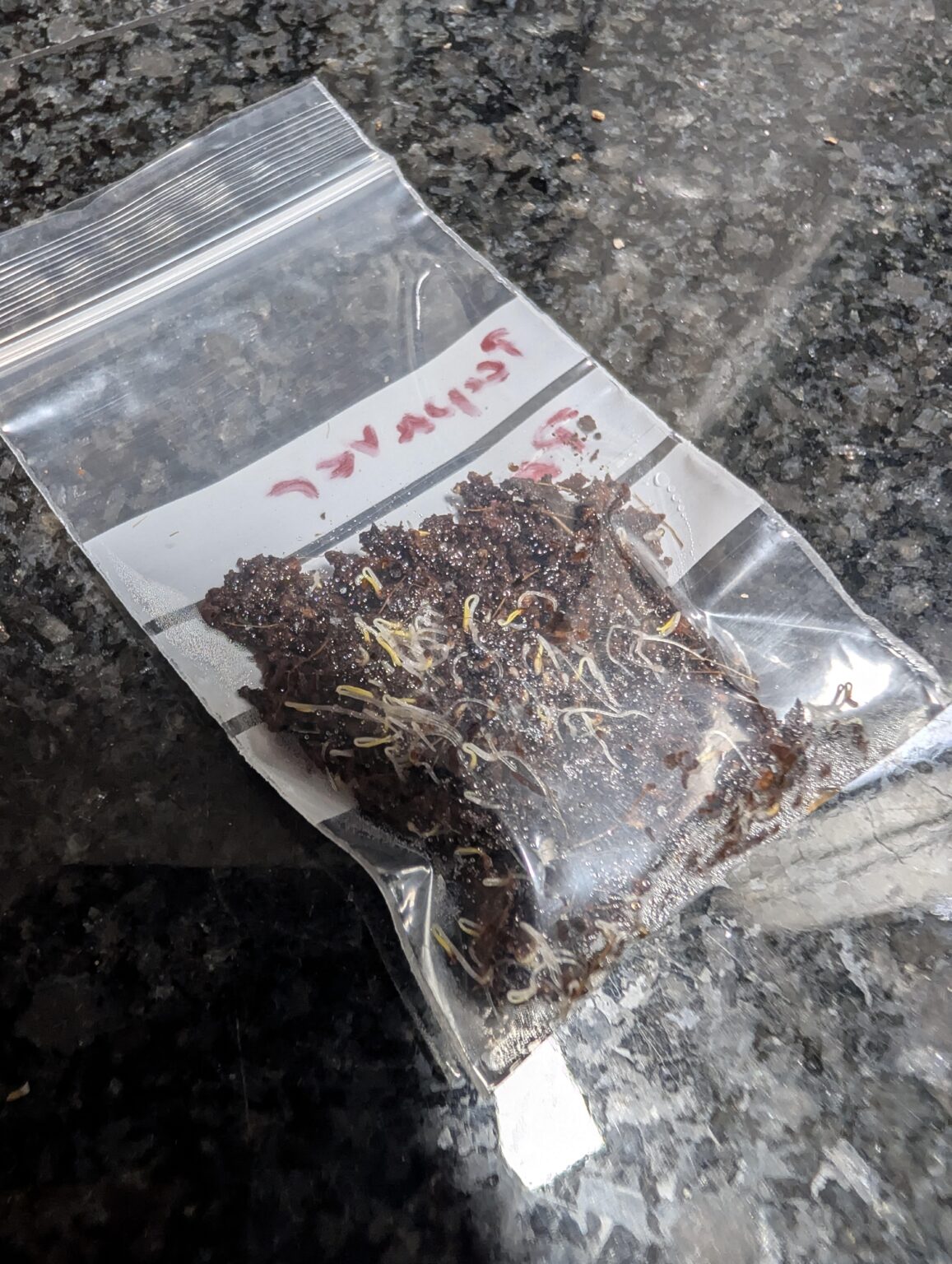 Mein Mohn keimt im Kühlschrank Mein Mohn keimt im Kühlschrank