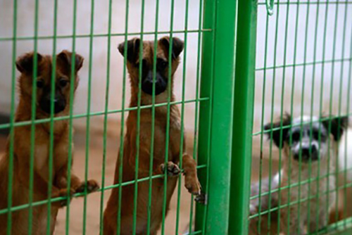 Regierung richtet Hotline ein, um ausgesetzte Tiere zu melden